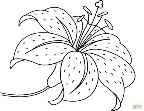 lily flower coloring page  printable coloring pages
