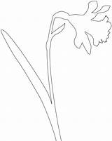 Daffodil Silhouette Silhouettes Outline Drawing Coloring Pages sketch template