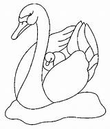 Cisnes Swan Coloring sketch template