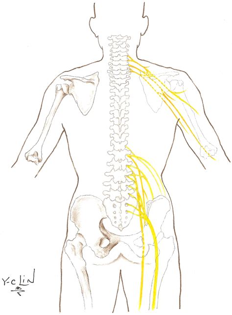 peripheral nerves anatomy