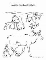Caribou Coloring Calves Herd Pages Color Calf Getcolorings sketch template