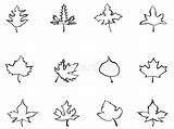 Stylized Leaves Maple Outline Vector Stylised sketch template
