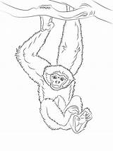 Gibbon Coloring Monkey Pages Hanging Tree Draw Drawing Easy Chimpanzee Gibbons Step Printable Animals Colouring Drawings Lar Kids Tutorials Illustration sketch template