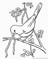 Coloring Pages Spring Robin Popular Printable sketch template