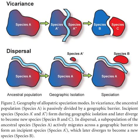 Speciation By Dispersal Or Vicariance Dragonflyissuesinevolution13