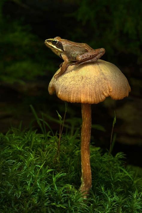 frog   mushroom  bernd ruegemer pilz fotografie stuffed