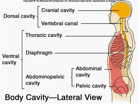 anatomy  physiology  coursework dorsalventral body cavities