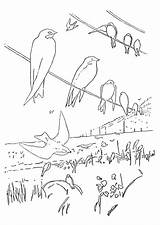 Vogels Kleurplaat Oiseaux Vogel Uccelli Kleurplaten Malvorlage Persoonlijke Maak Gifgratis Ausmalbild Prend Codes Stimmen Stemmen sketch template