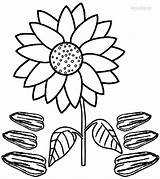 Girasoli Sonnenblumen Disegno Girasole Gogh Sunflowers Cool2bkids Colora Germination Clipartmag sketch template