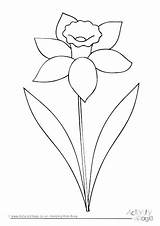 Daffodil Coloring Flower Printable Pages Getcolorings Adult Color Getdrawings Daffodils sketch template