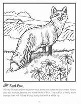Coloring Fox Pages Red Color Animals Animal Family Book Kids Books Choose Board sketch template