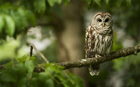 forest owl bird wallpaper