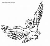 Hedwig Cartoon Colorir Flying sketch template