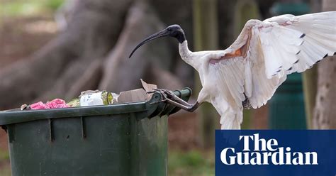 bin chickens the grotesque glory of the urban ibis in