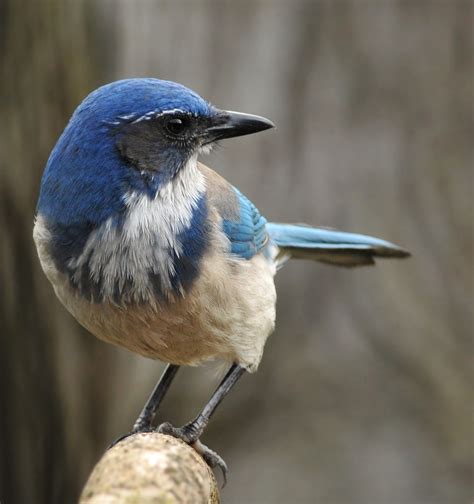 california scrub jay wikiwand