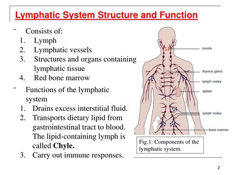 lymphatic system powerpoint    id