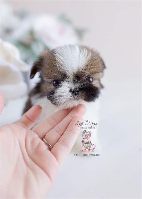 Shih Tzu Pekingese Mix Puppies For Sale Teacup Puppies And Boutique