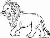 Lionceau Singa Cub Hutan Mewarnai Raja Sketsa Gratuit Binatang Imprimé Fois sketch template