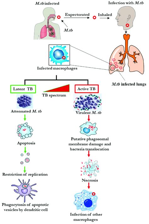 Stages Of The Tb Infections Depicting The Latent And Active Stages