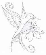Hummingbird Hummingbirds Dessin 1260 sketch template