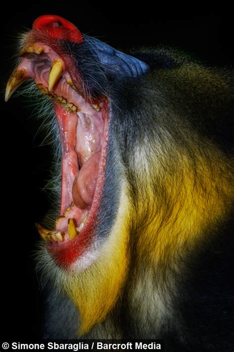 chasing mandrills in gabon up close and personal with the