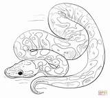Coloring Python Pages Clipart Library Drawing Ball Snakes sketch template