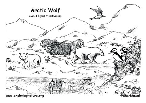 arctic habitat coloring pages collection arctic habitat bear