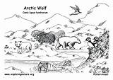 Ecosystem Tundra Habitats Exploringnature sketch template