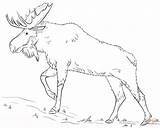 Moose Drawing Coloring Draw Pages Elk Walking Printable Head Step Tutorials Drawings Kids Animal Supercoloring Line Color Bull Cute Pencil sketch template