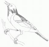 Blackbird Winged Designlooter Redwinged sketch template