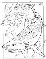 Coloring Pages Shark Choose Board sketch template