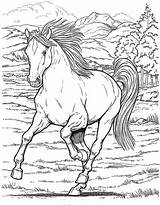 Chevaux Sauvage Cheval Konie Colouring Sauvages Unicorn Wildpferde Heste Adulte Tegninger Ausmalen Letscolorit Colorings Pferde sketch template
