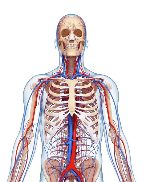 upper body anatomy photograph  pixologicstudioscience photo library