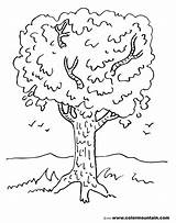 Tree Maple Coloring Drawing Getdrawings sketch template