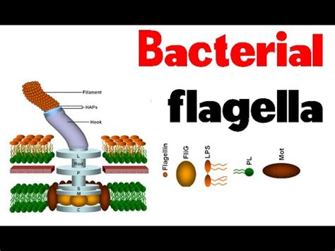 bacterial flagella structure  motility youtube