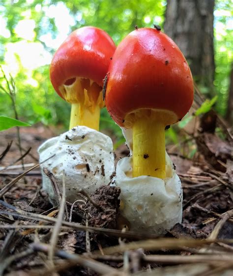 It S Twins A Jacksonii Mushrooms Fungi Nature