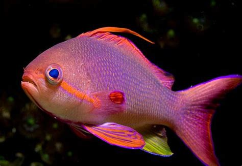anthia fish pet pets animals