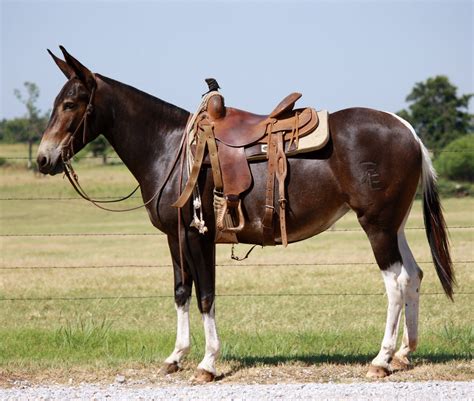 pin  briant gale  saddle mules mules animal horses pretty horses