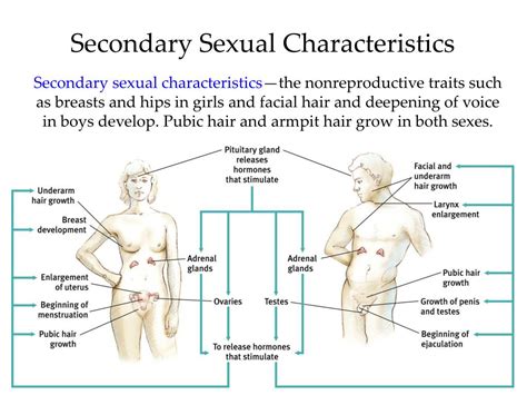 Ppt Developing Through The Life Span Chapter 5