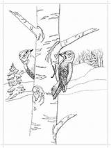 Coloring Pages Woodpecker Birds Woodpeckers Printable Color Recommended sketch template