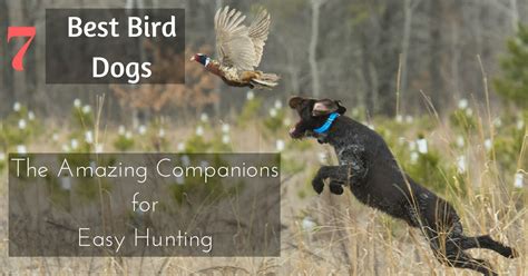 bird dogs amazing companions  easy hunting