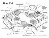 Unlabeled Labeled Timvandevall Cells Biology Membrane Printables Labeling Diagrams Paintingvalley Spelling Elegant Markcritz Williams Goodinfo sketch template