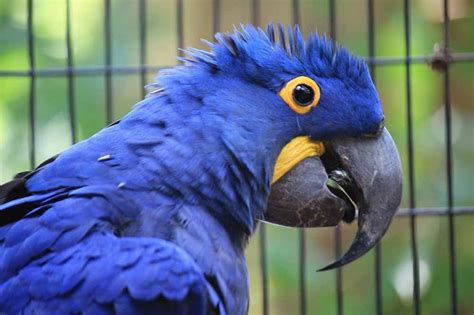 hyacinth macaw personality food care birds magazine