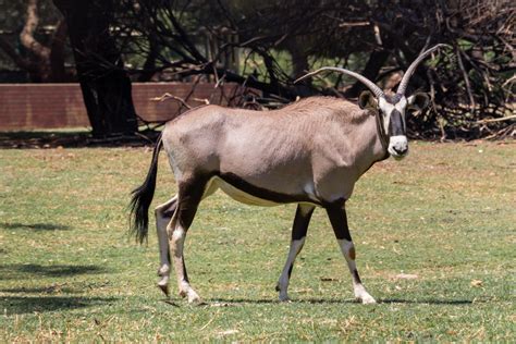 stock photo  animals antelope buck