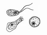 Plankton Clipart Zooplankton Real Drawing Ocean Cliparts Library Amoeba Brain Eating Clipground sketch template