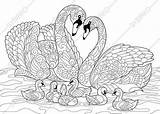 Cygne Swan Zentangle Stilizzato Mandalas Colorier Cigno Uccelli Oiseau Oiseaux Papiers Famille Peints Rurale Pdf Cisne Bordados Estilizado sketch template