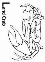 Fiddler Crab Designlooter sketch template