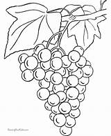 Coloring Pages Grapes Food Print Color sketch template