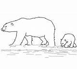 Family Polar Bears Coloring Pages Color sketch template