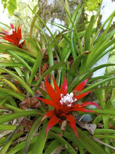 scarlet star  stock photo image  bromeliad